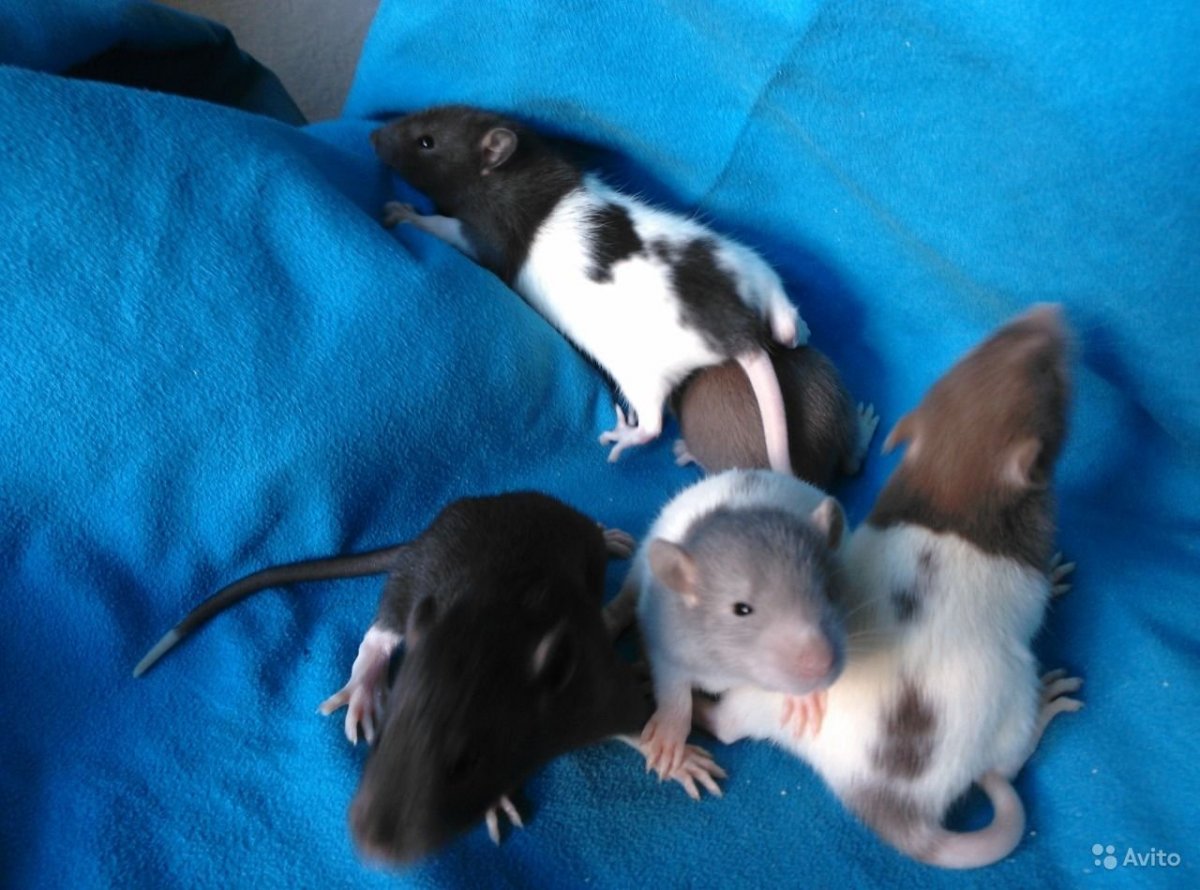 Длинношерстная крыса