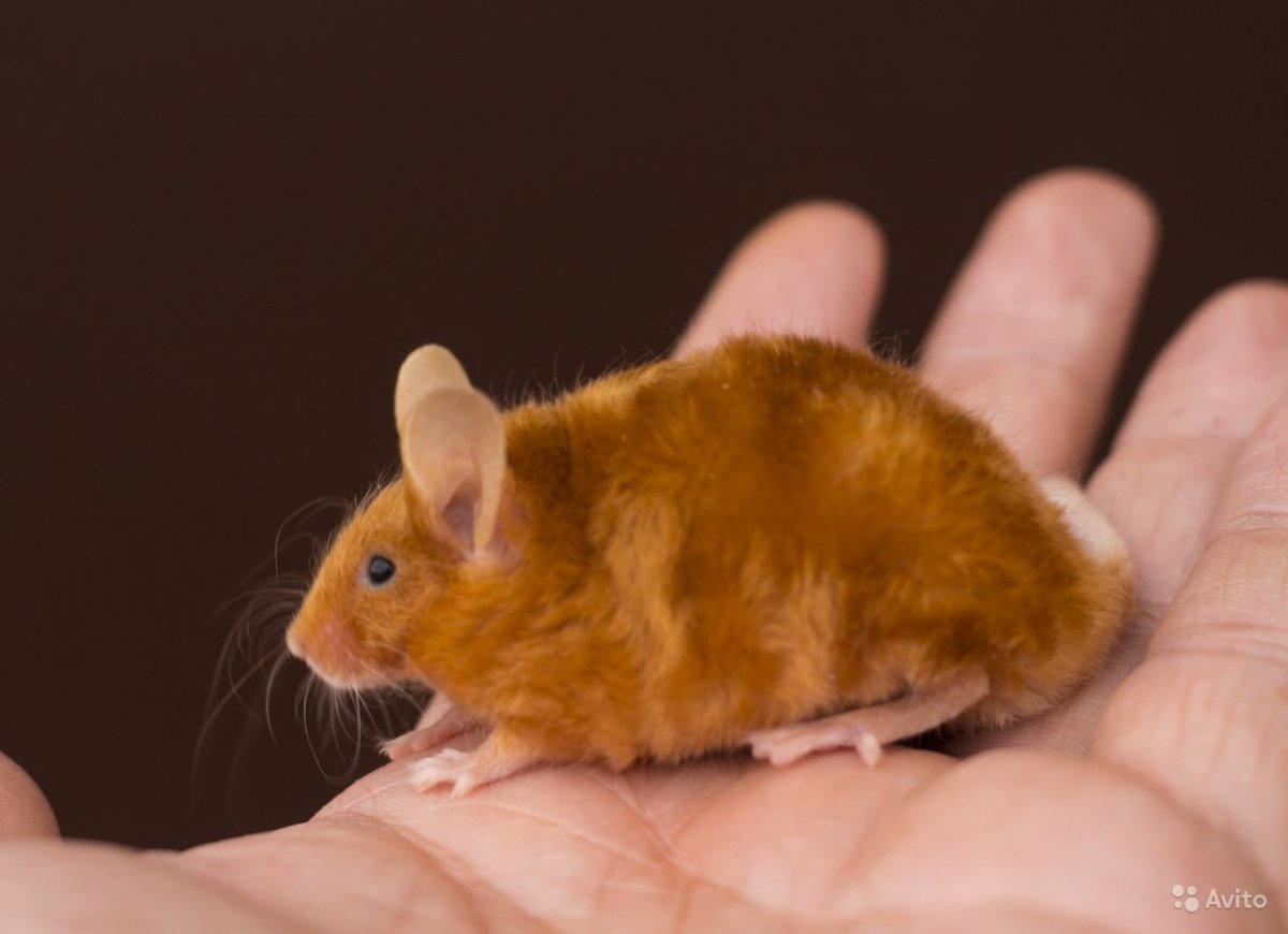 Сатиновая крыса рекс