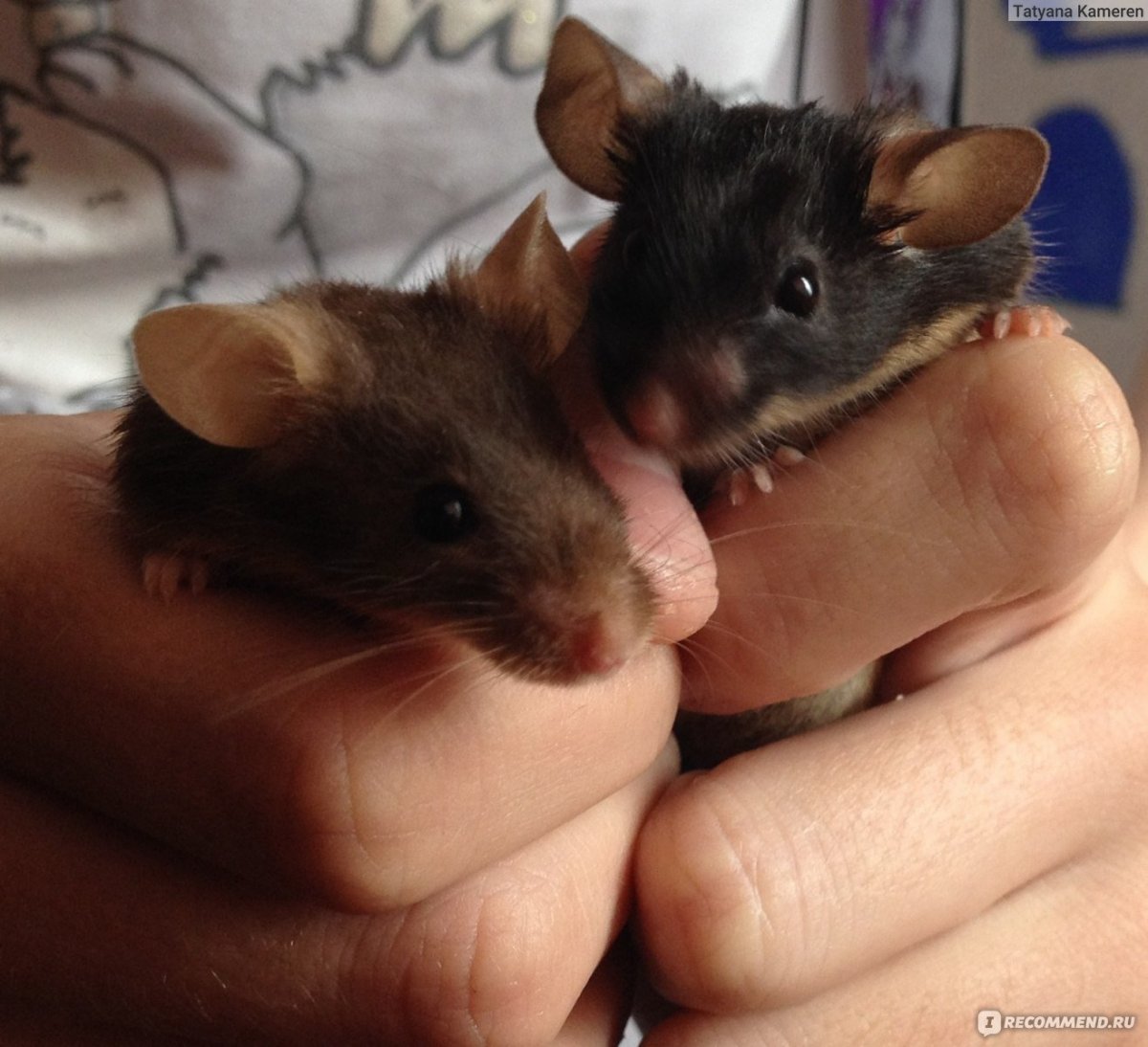 Сатиновый рекс мышь