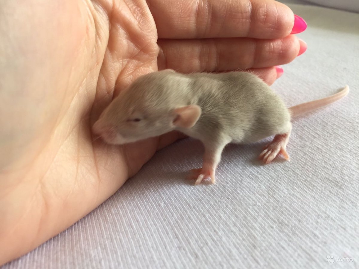 Кудрявая крыса Дамбо