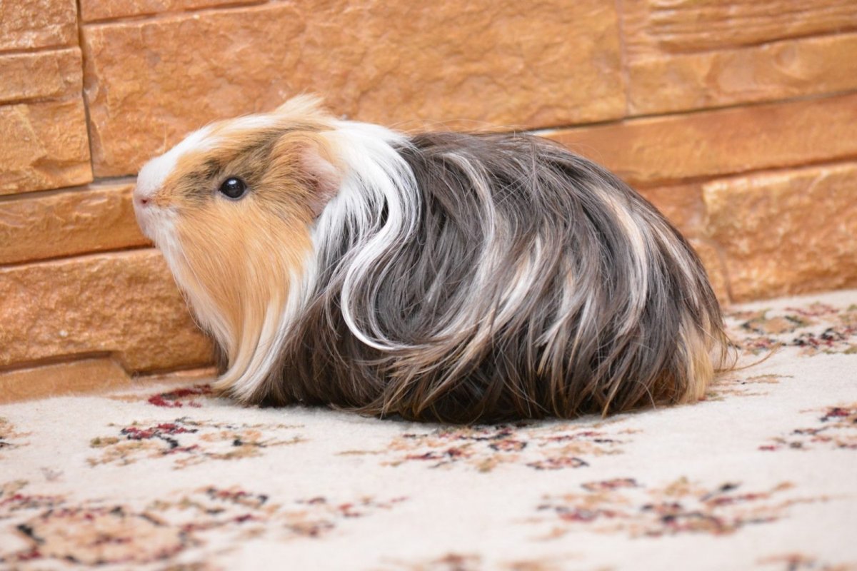 Морская Свинка длинношерстная