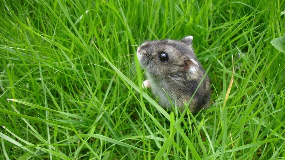 Серенький джунгарский хомячок