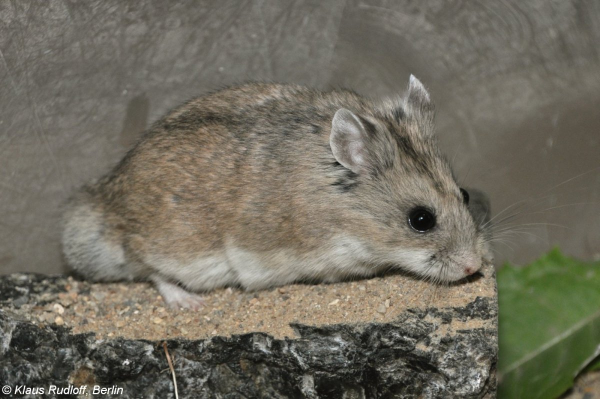 Хомячок Кэмпбелла милые