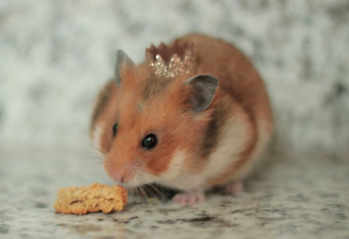 Пушистые Грызуны