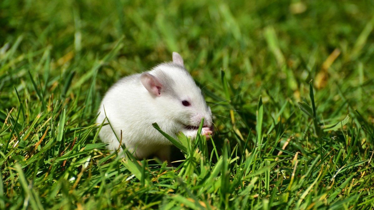 Джунгарик в дикой природе