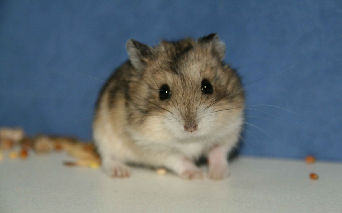 Джунгарская крыса