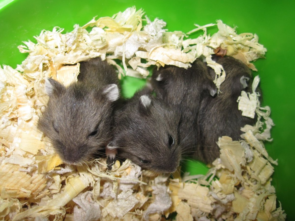 Хомячок Кэмпбелла и джунгарский