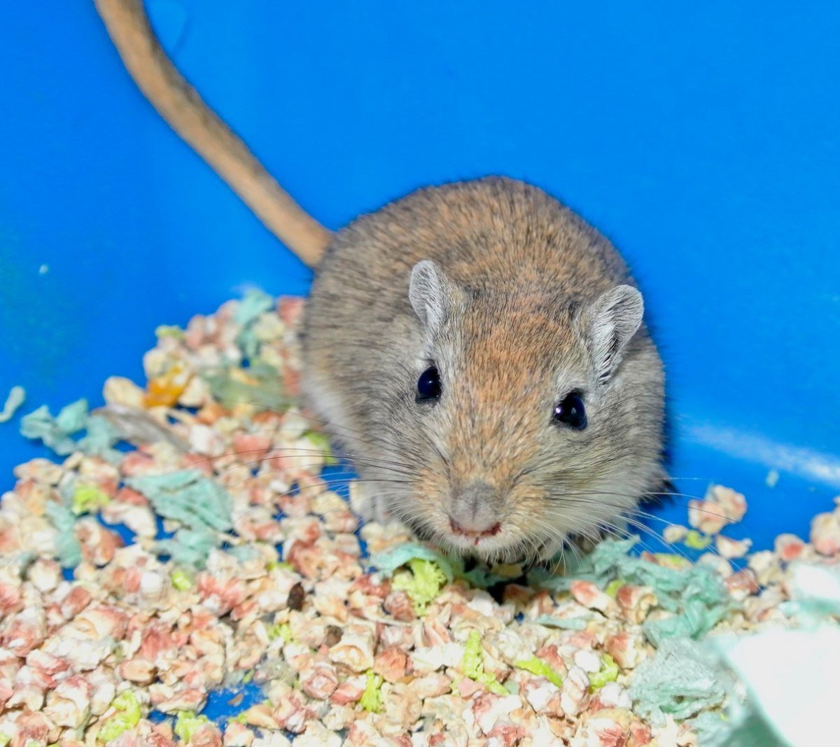 Джунгарский хомяк серый