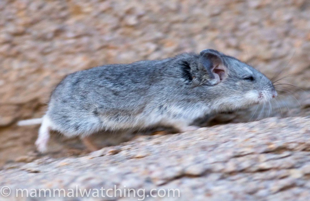 Хомяки породы Роборовского Кэмпбелла