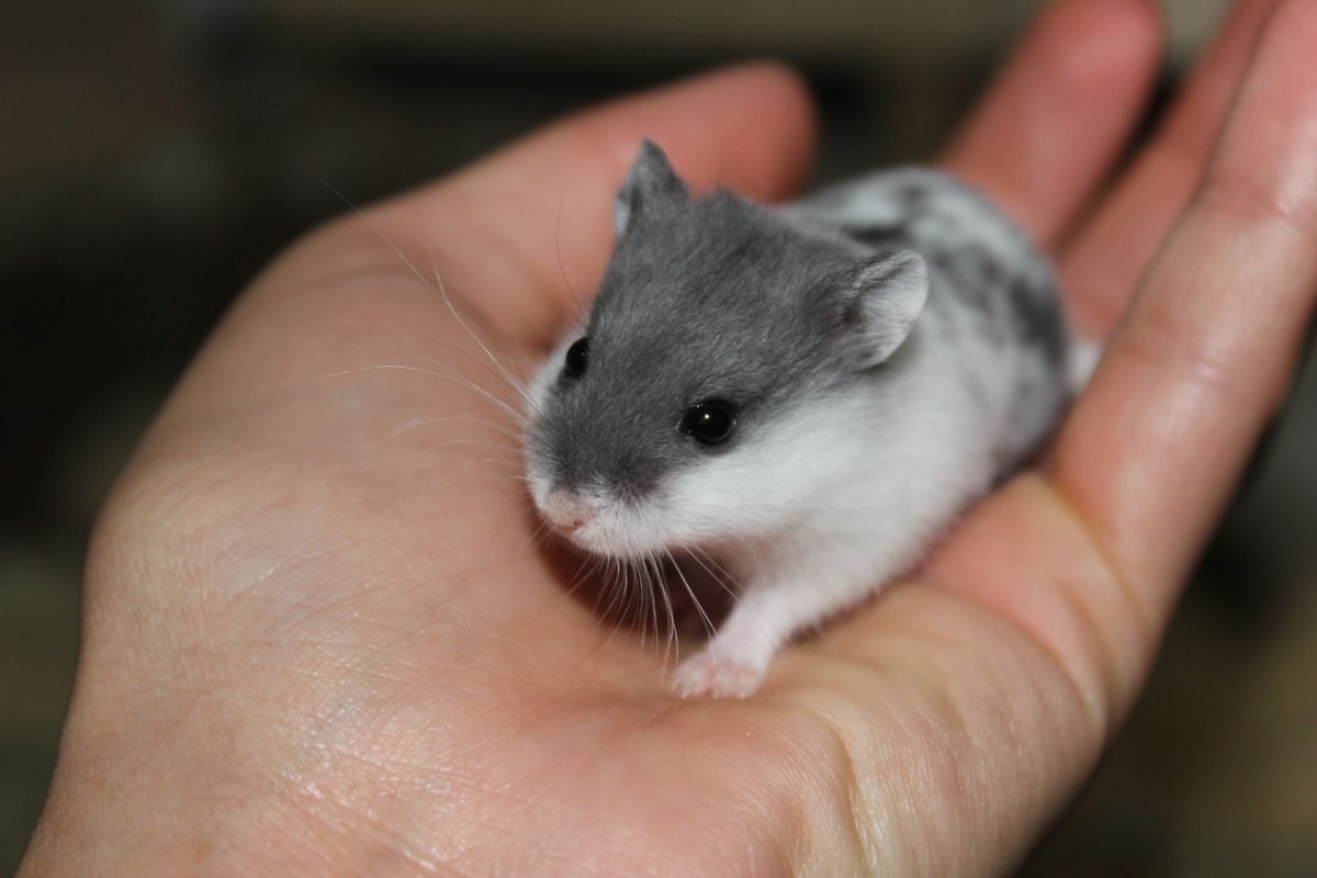Карликовый хомяк джунгарский