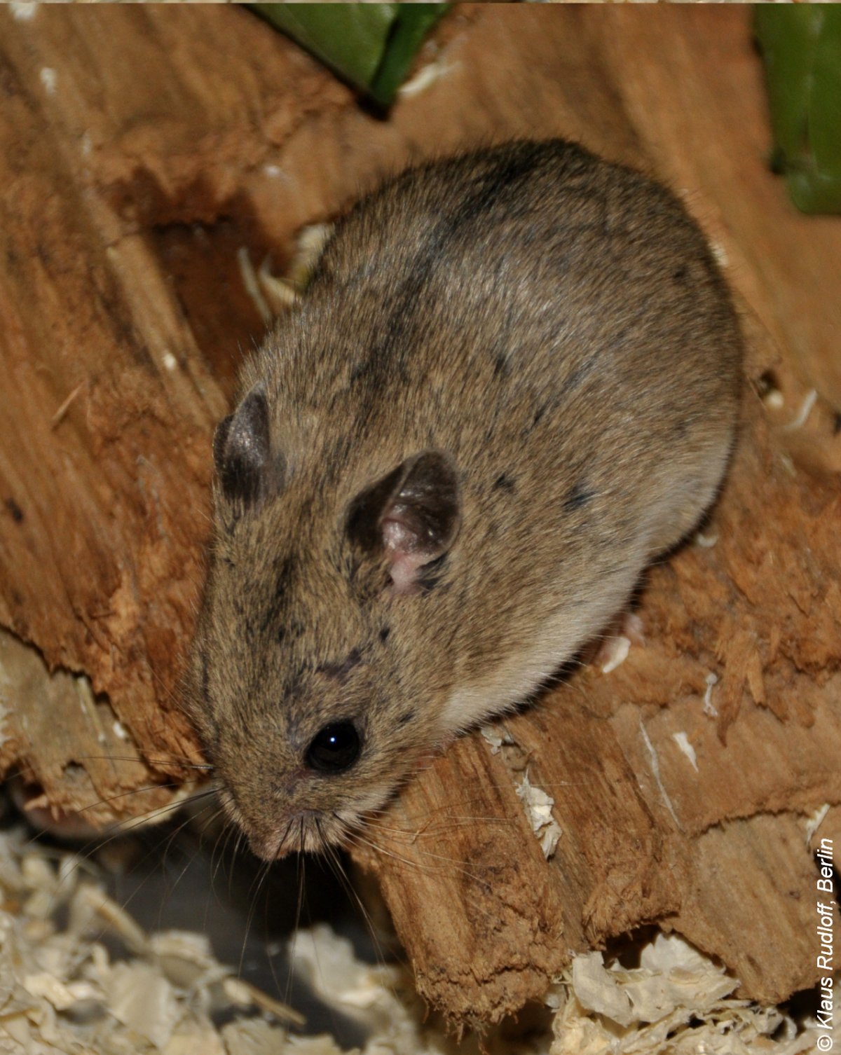 Хомяк на желтом фоне