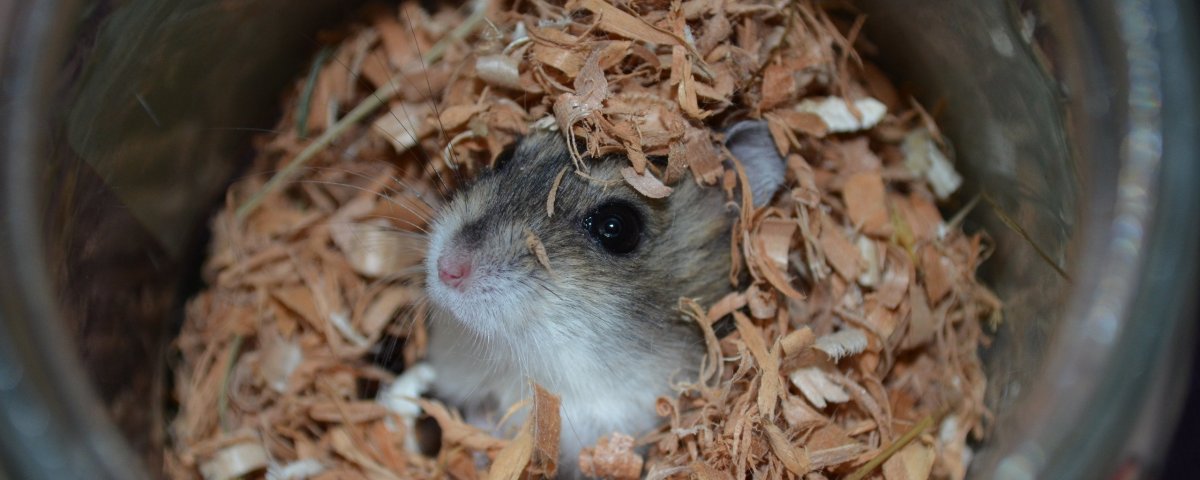 Дегу и морская Свинка