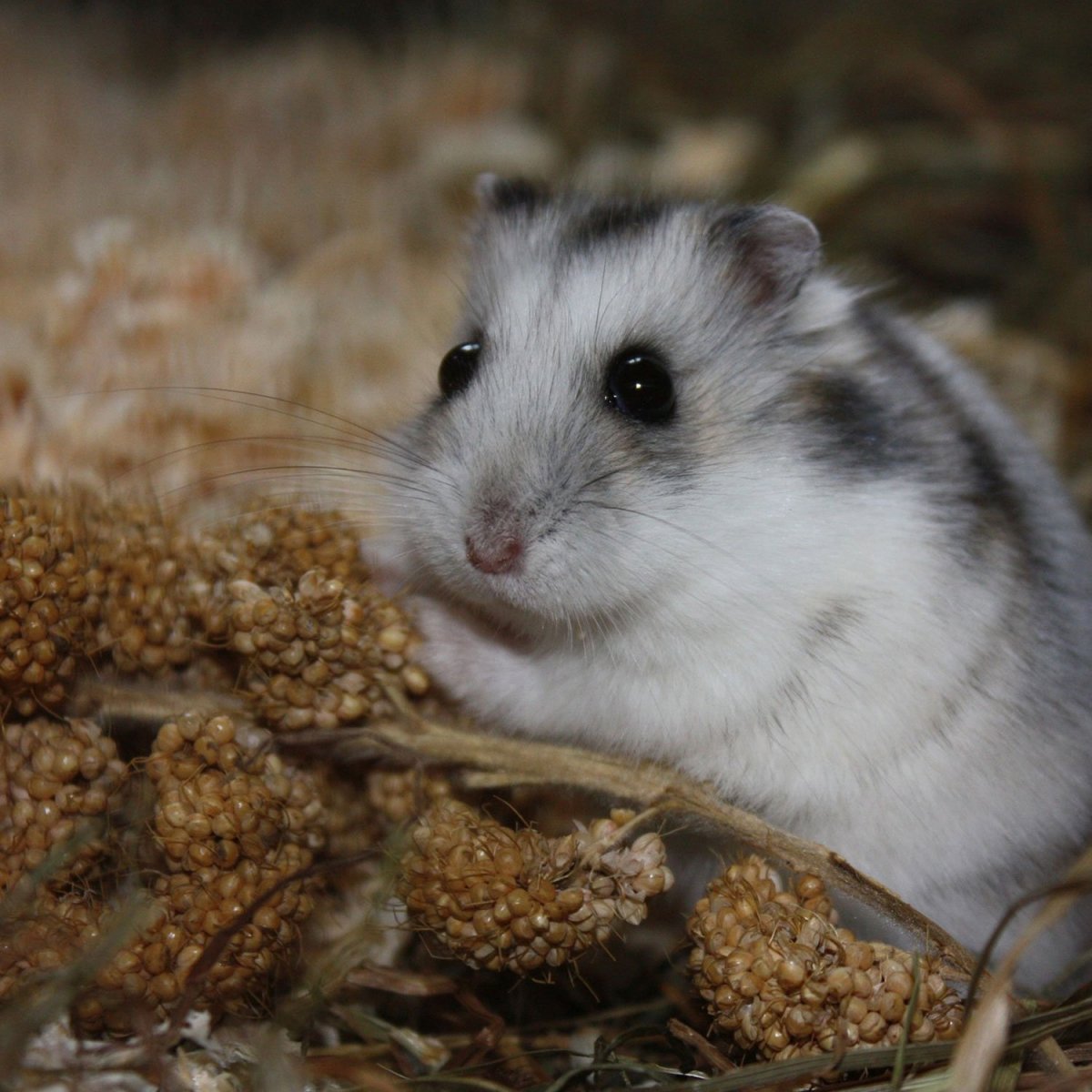 Милые Грызуны