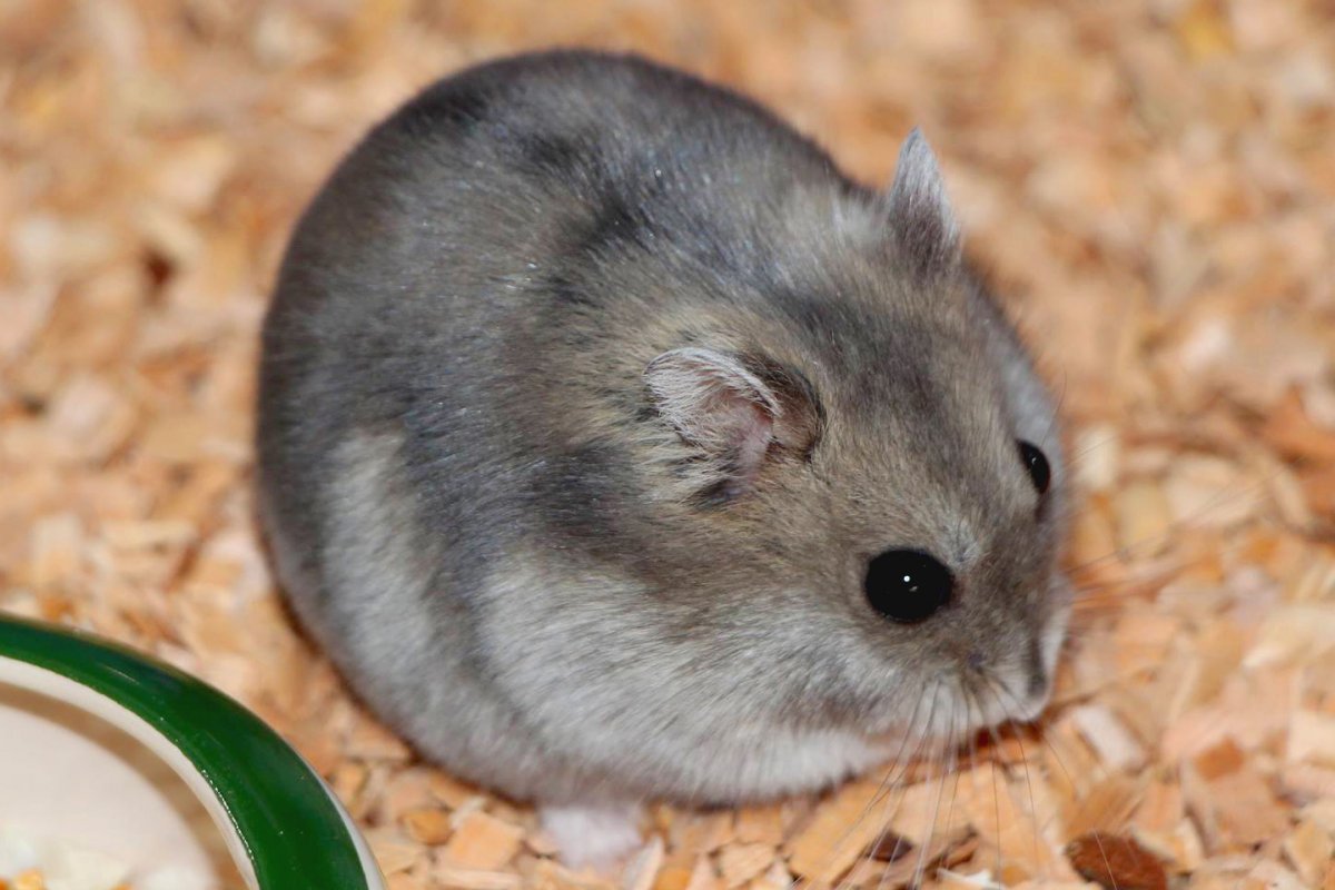 Эверсмановы хомячки