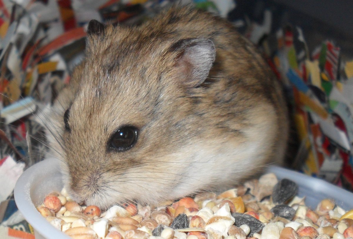 Хомяк джунгарский