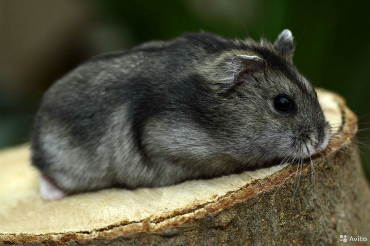 Песчанка серая