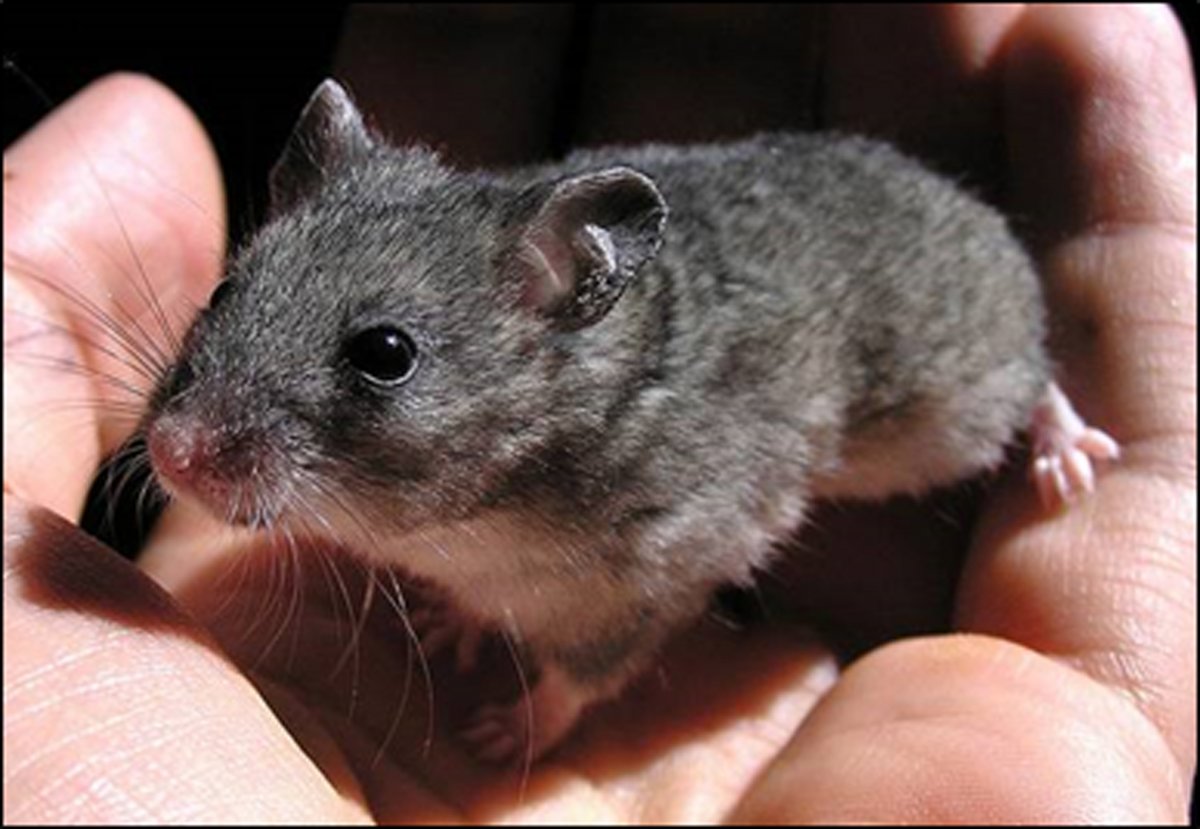 Даурский хомячок (Cricetulus Barabensis)