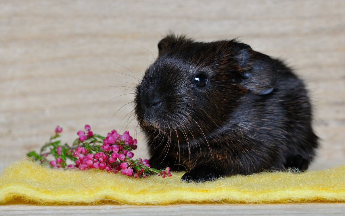 Породы хомяков джунгарский