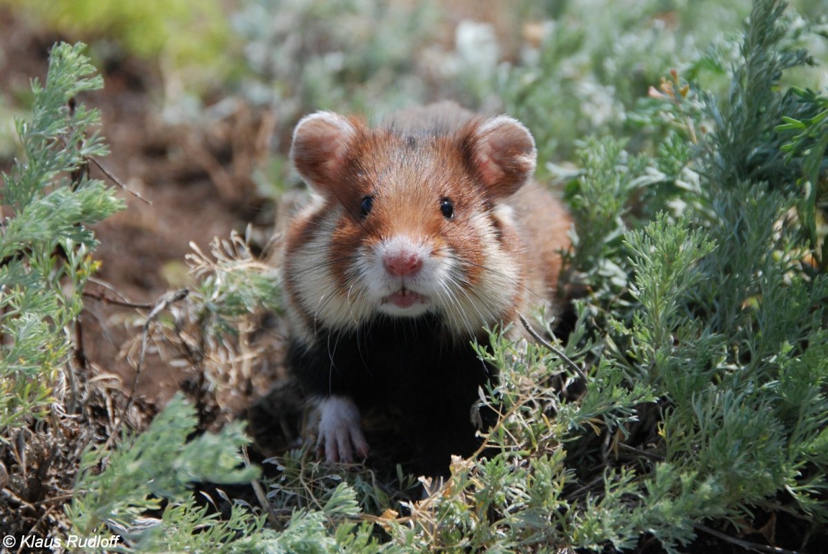 Сирийский хомяк сбоку