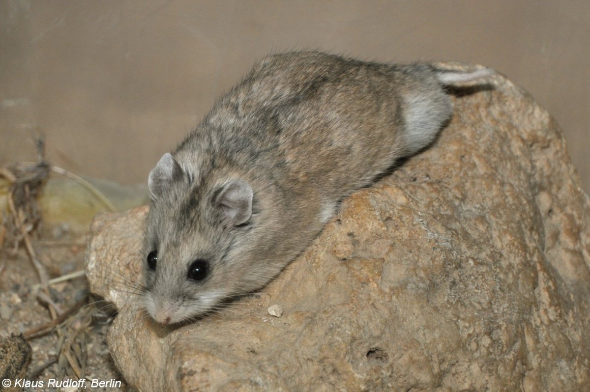 Карликовый хомяк джунгарский