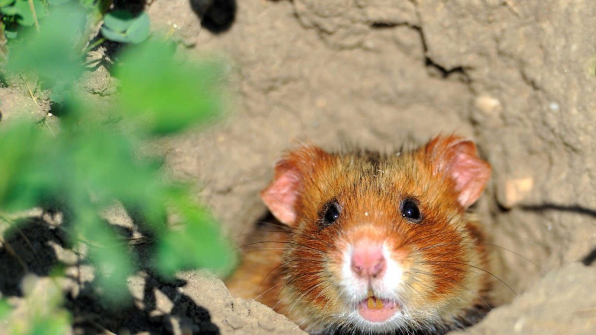 Маленькие мыши