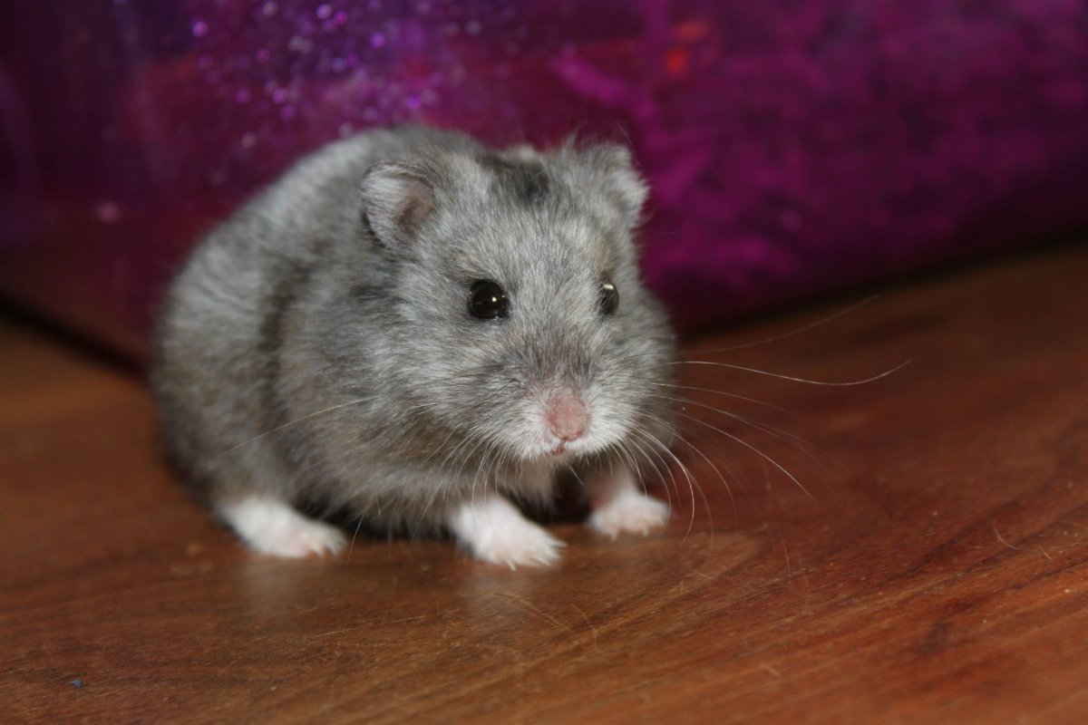 Хомячок Эверсманна