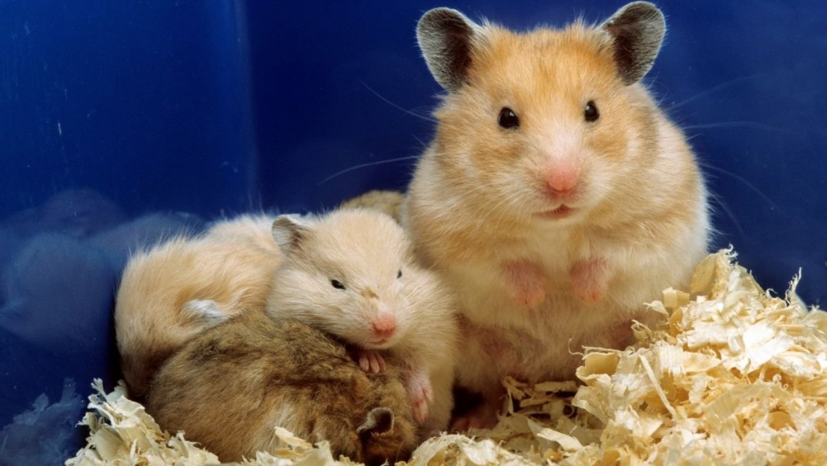 Живые хомяки