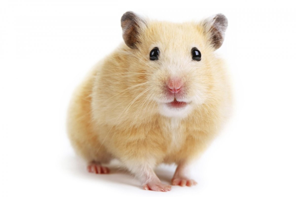 Сирийский хомячок