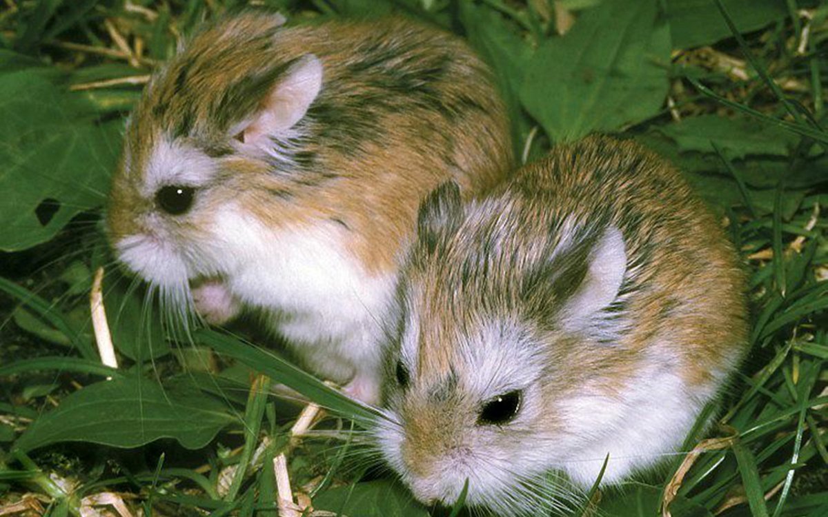 Даурский хомячок (Cricetulus Barabensis)