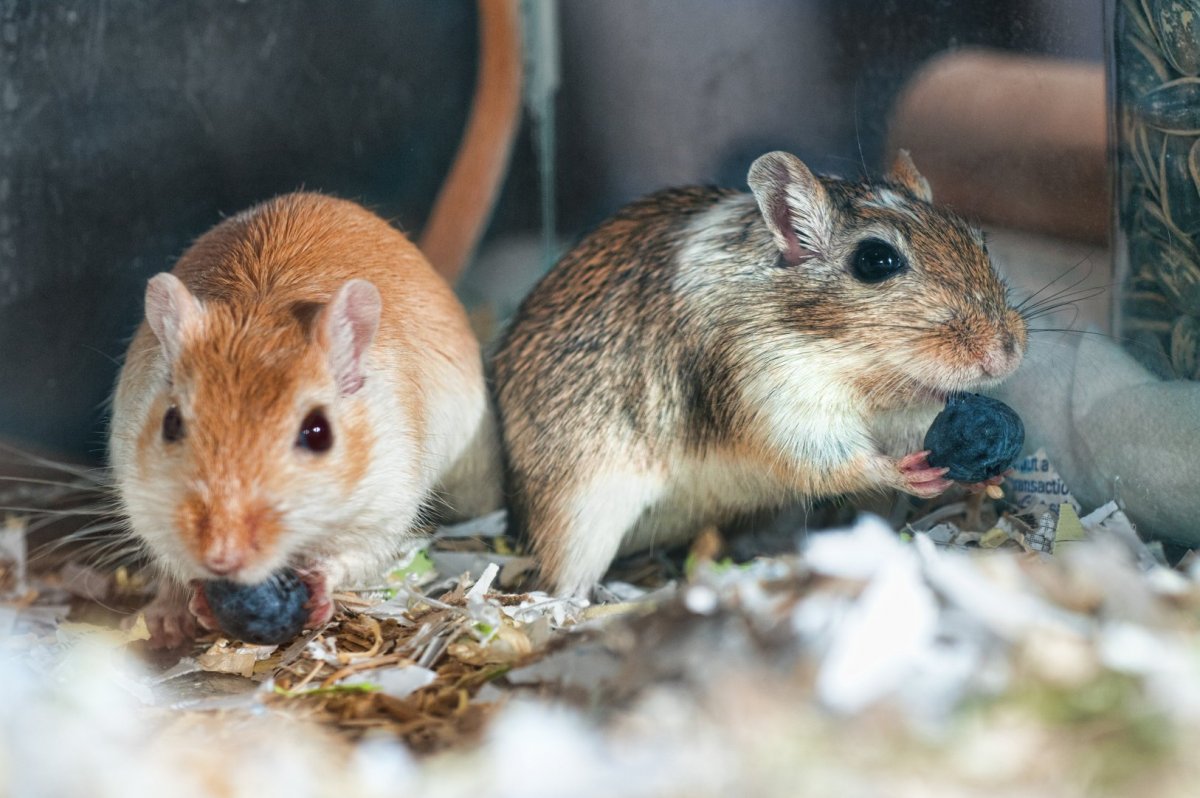 Тростниковые крысы