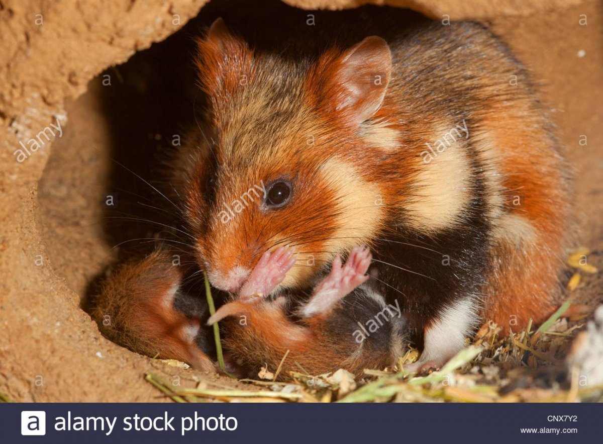 Обыкновенный хомяк