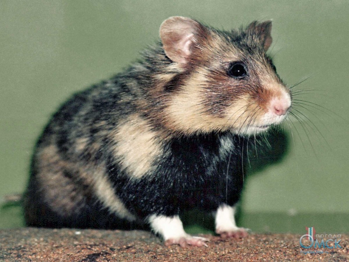 Домашние Грызуны