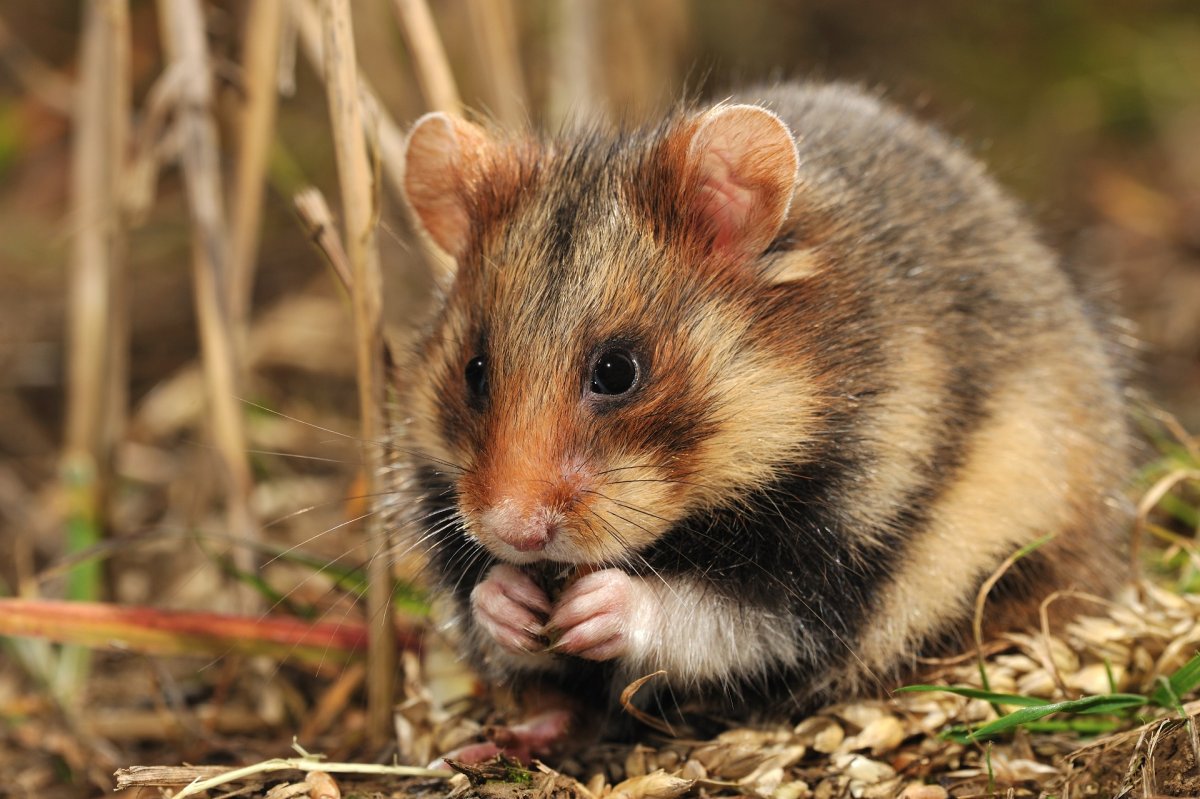 Сирийский золотистый хомячок