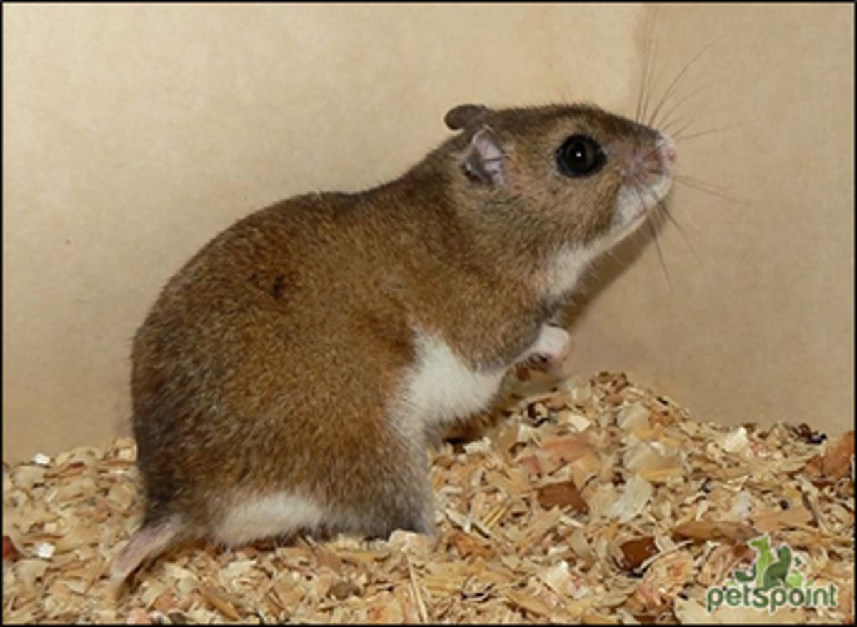 Алтайская мышовка