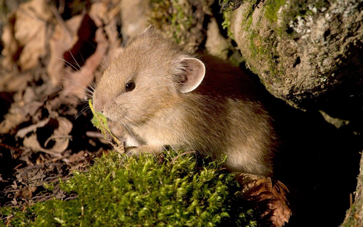 Хомячок Эверсманна