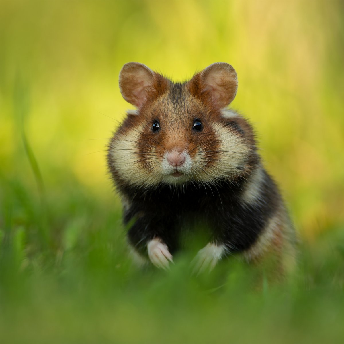 Породы хомяков Радде