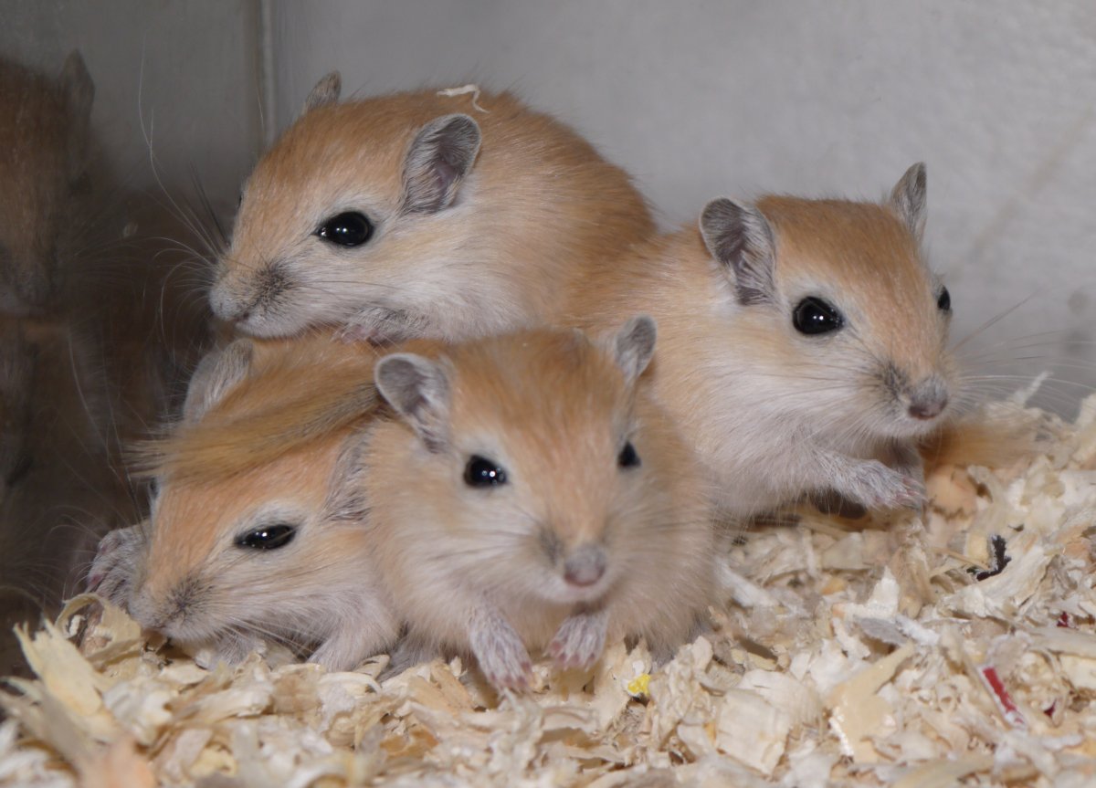 Хомяки породы Роборовского