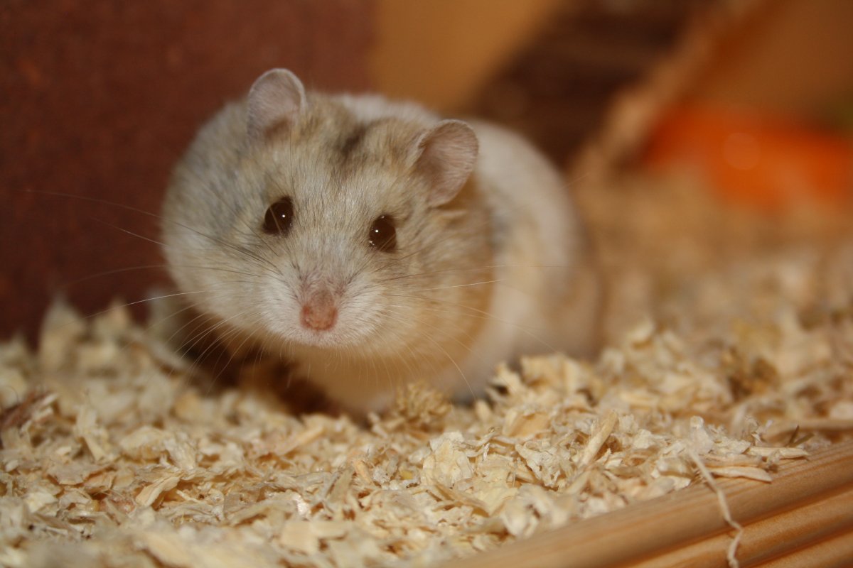 Морская Свинка Людвиг