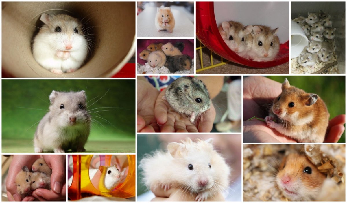 Садовый хомяк карбыш