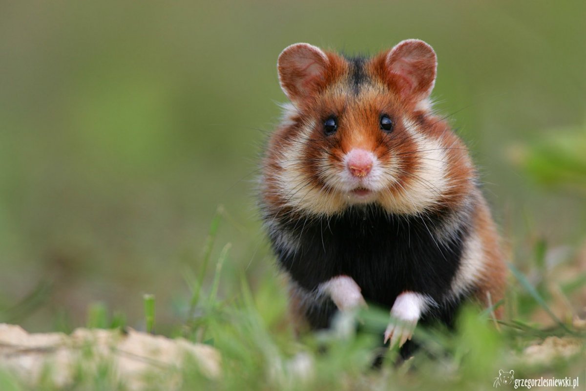 Розовый хомяк