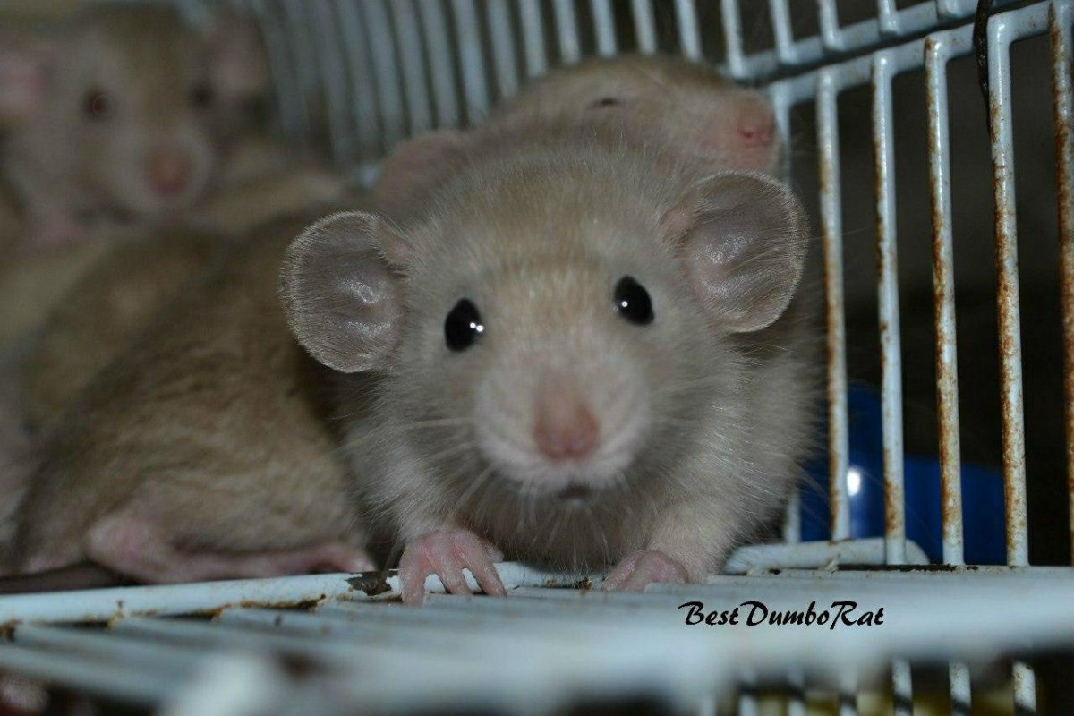 Вислоухая крыса Дамбо