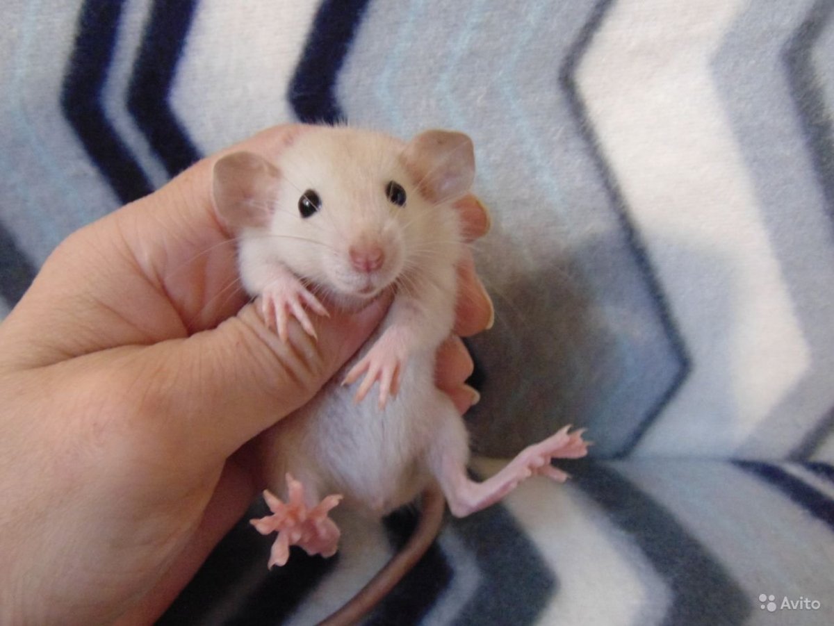 Голубые крысята Дамбо