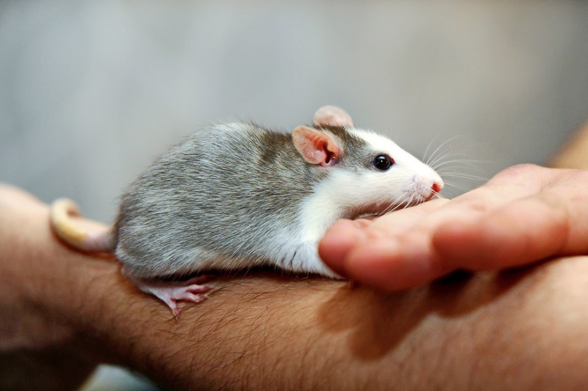 Крыса Дамбо с полулысая