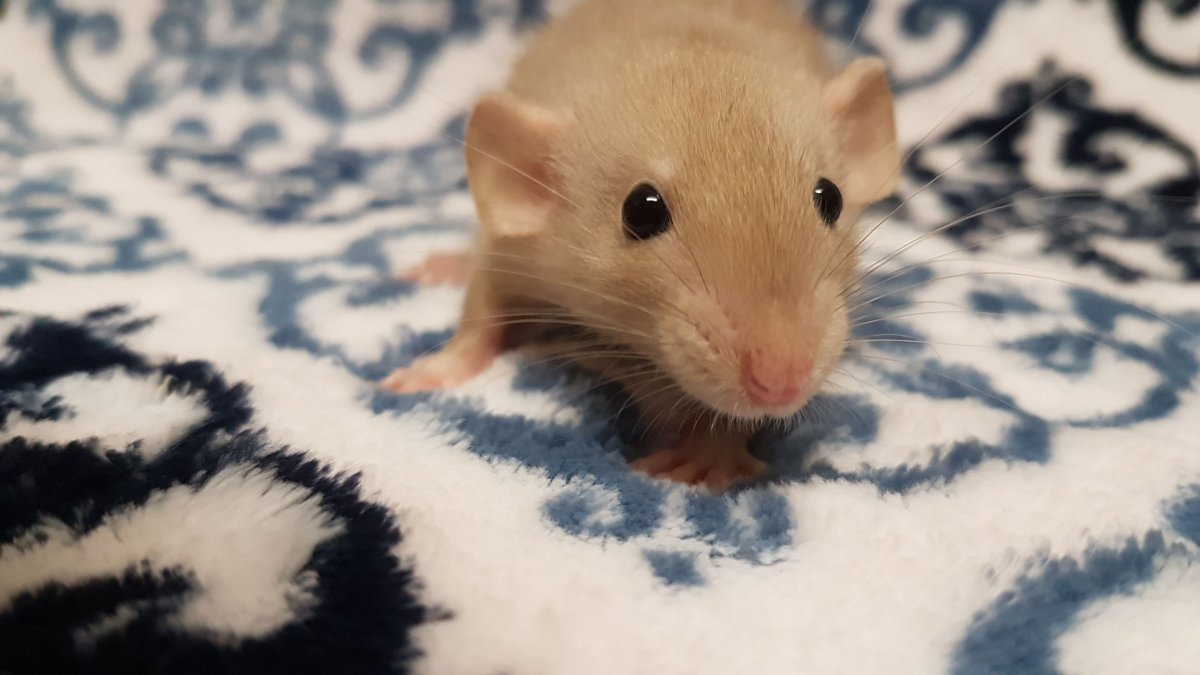 Крыса Дамбо голубая