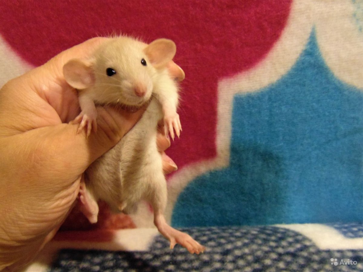 Крыса Дамбо