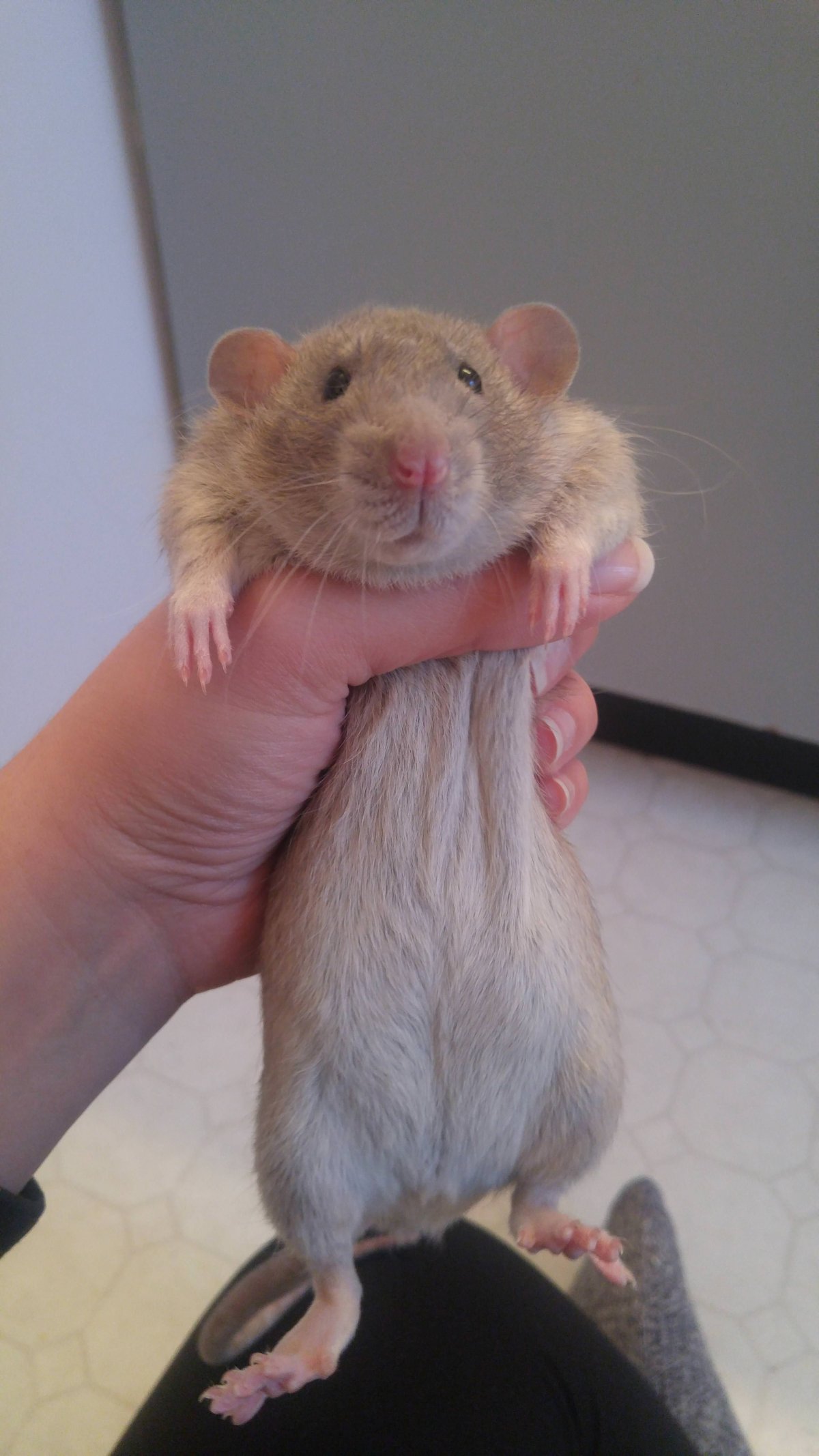 Декоративная крыса Дамбо рекс