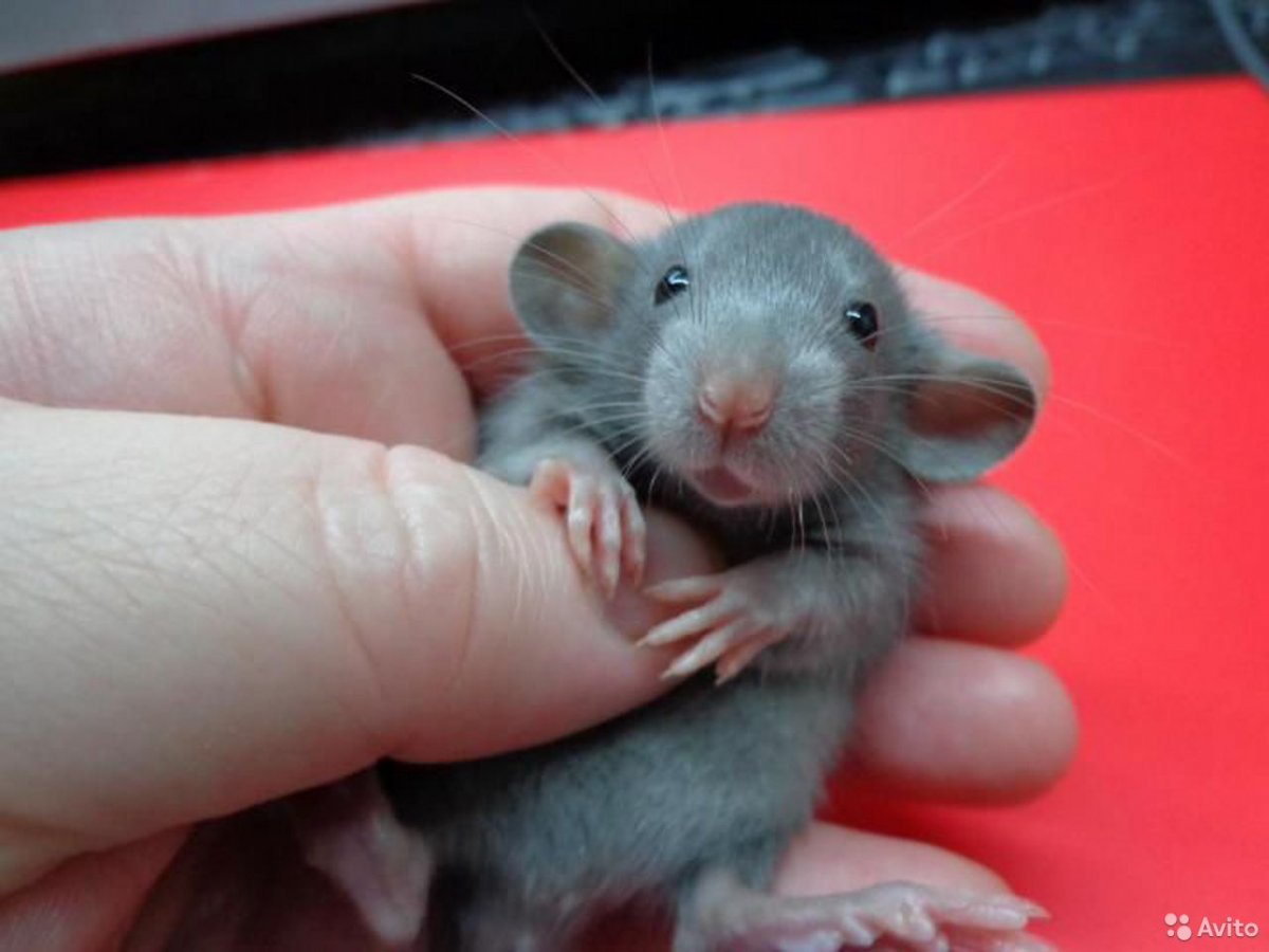 Декоративные крысы Дамбо взрослые