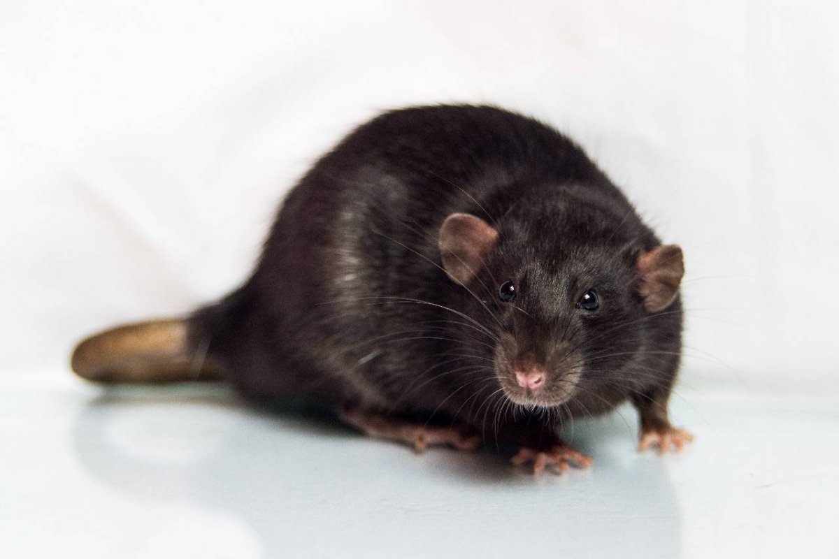 Декоративная крыса Дамбо