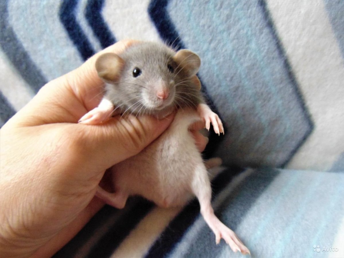 Крыса Дамбо голубая