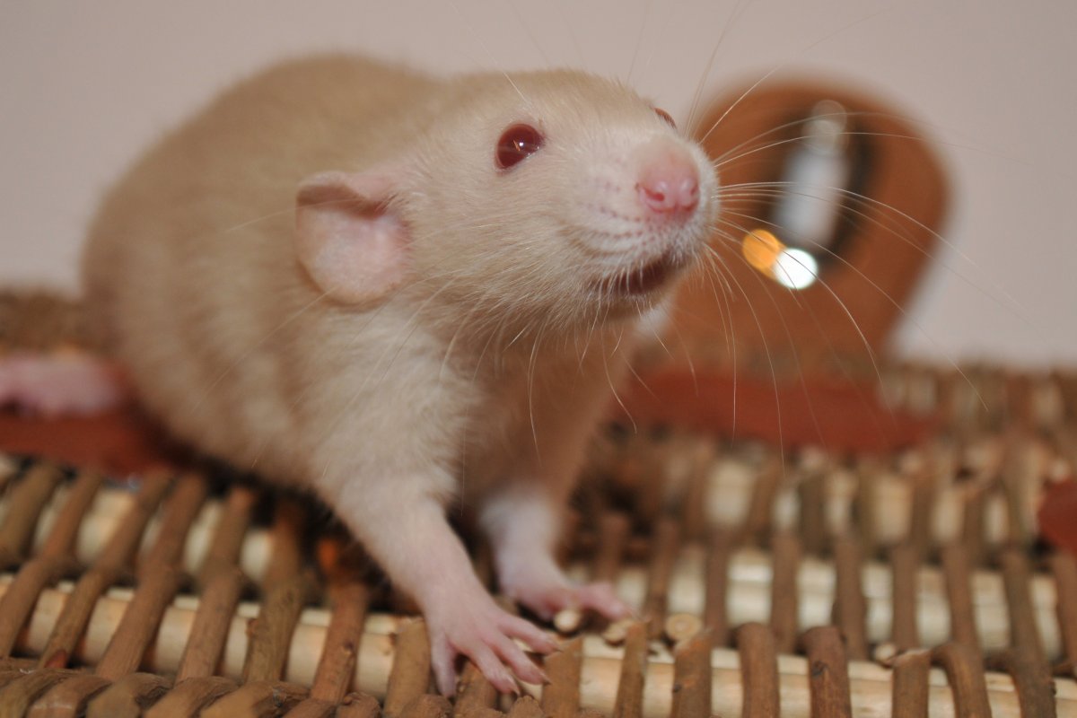 Крыса Дамбо голубая